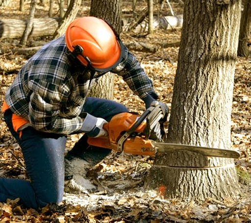 Tree Removal in Hillsdale, OK